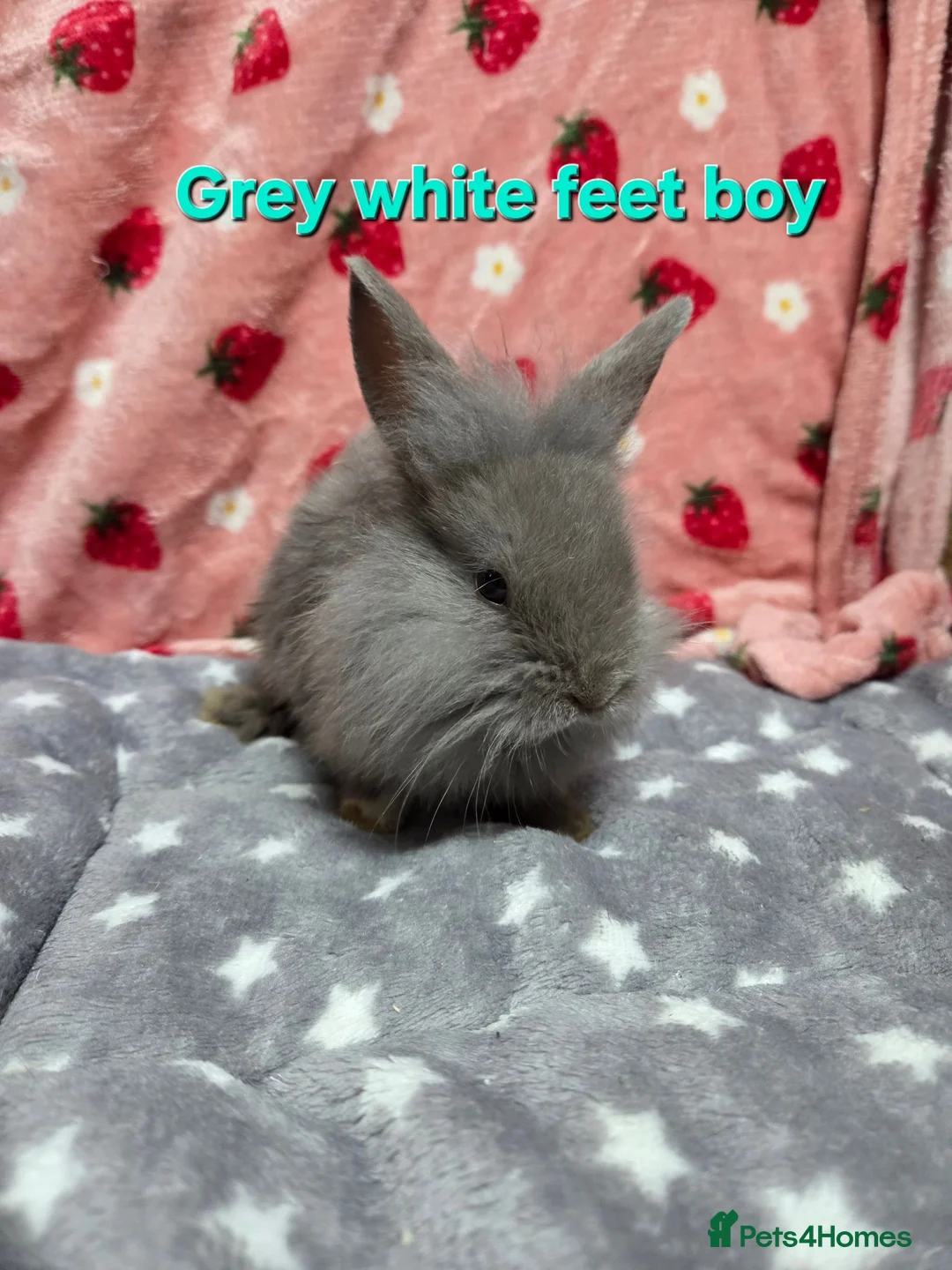 Lionhead rabbits for sale: Lion head bunnies ready now - Advert 7