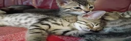 Bengal cats for sale: 4x Girls & 4x Boys – Stunning Bengal cross Kittens - Advert 37