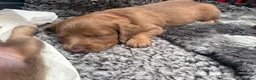 Miniature Dachshund dogs for sale: Long haired miniature dachshunds  in Liverpool - Advert 37