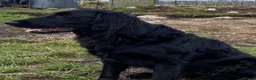 Flat coated Retriever dogs for sale: Beautiful Flat Coated Retriever Puppies in Lairg - Advert 5