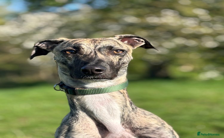 Mixed Breed dogs - Advert 16
