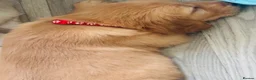 Golden Retriever dogs for sale: Golden retriever puppies (7)  in Barton-upon-Humber - Advert 9
