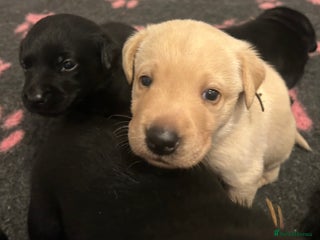 Labrador Retriever dogs Beautiful litter of Labrador puppies - Advert 1