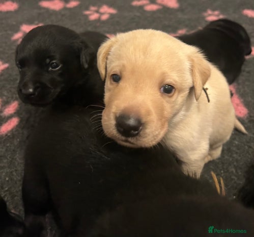 Labrador Retriever dogs Beautiful litter of Labrador puppies - Advert 1