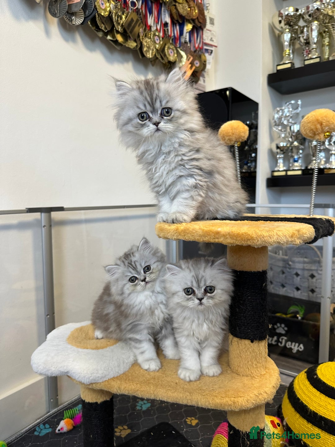 Persian cats for sale: Beautiful Persian x Exotic Kittens - Now Ready! - Image 15
