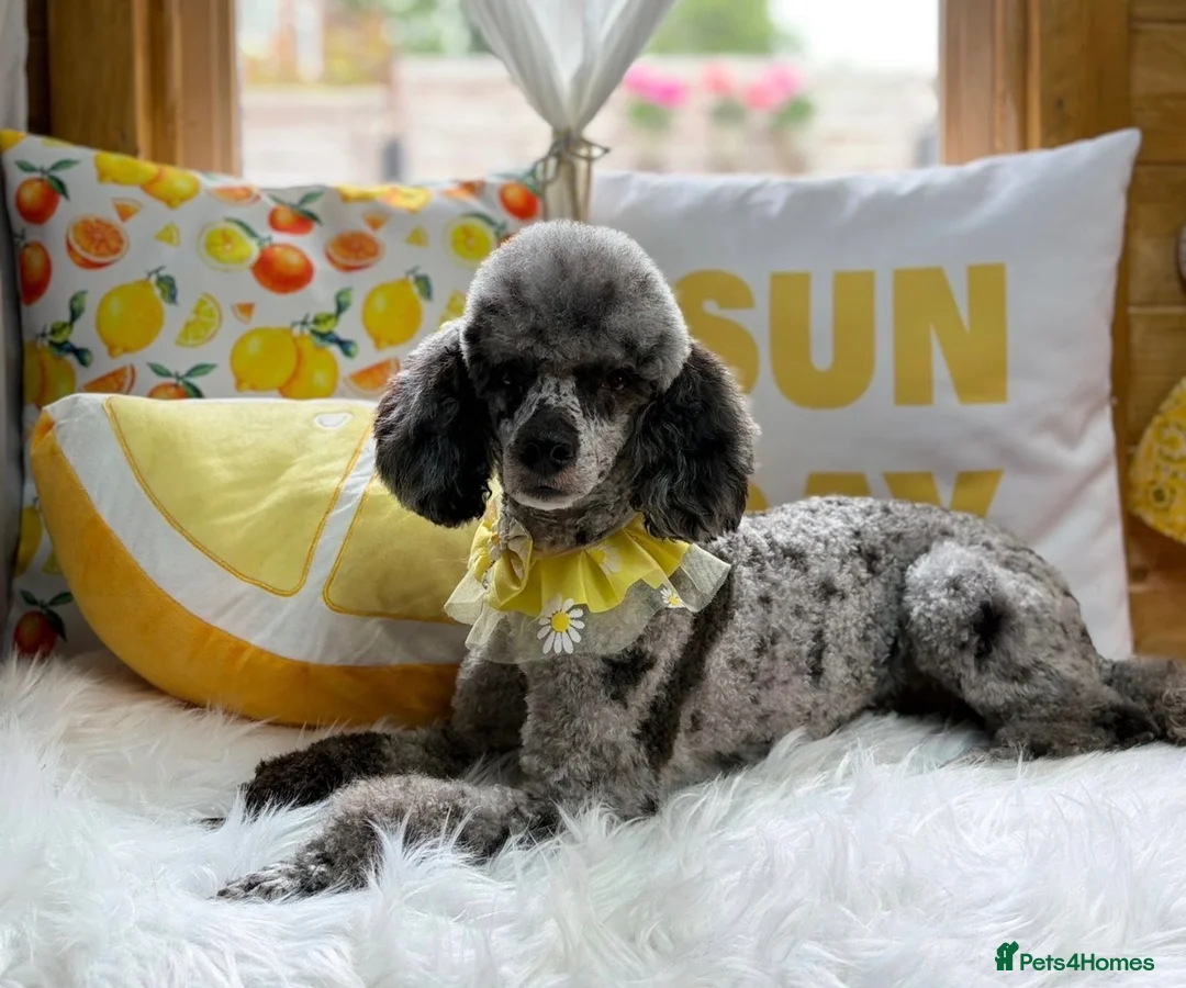 Poochon dogs for sale: Stunning F1b toy Poochon 5* rated graded health ✅ - Advert 17