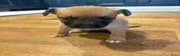 Mixed Breed dogs for sale: Puppies for sale - Advert 8