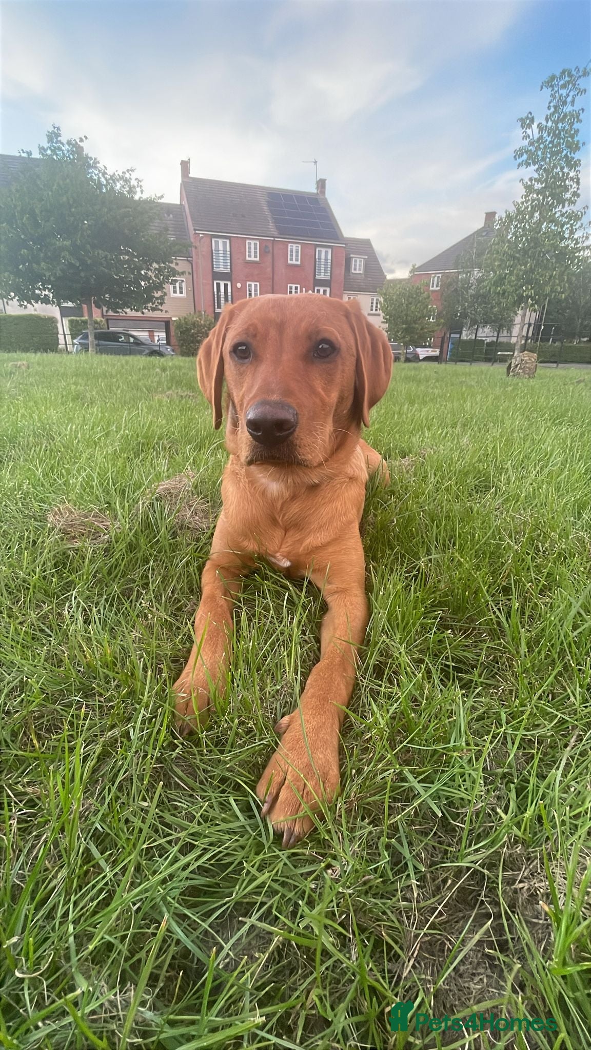 Labrador Retriever dogs 6 month old red fox labrador - Advert 2