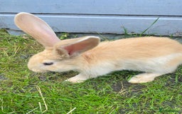 Continental Giant rabbits for sale: Continental Giant Baby Rabbits Ready to go - Image 13