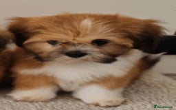 Lhasa Apso dogs for sale: KC Registered lhasa Apso puppies - Image 11