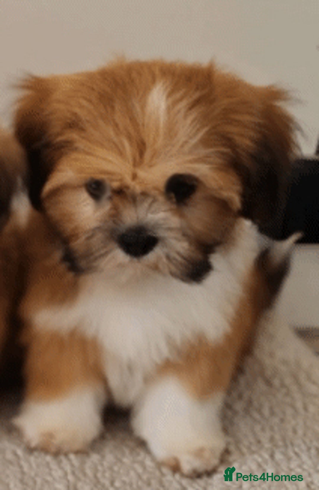 Lhasa Apso dogs for sale: KC Registered lhasa Apso puppies - Image 11