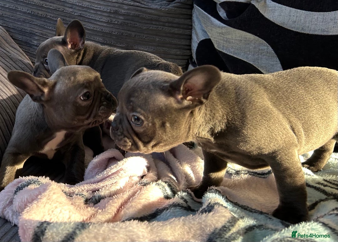 French Bulldog dogs for sale: 4 Solid Blue French Bulldog Girls - Advert 25