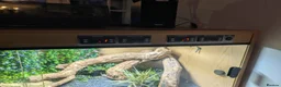 Bearded Dragon reptiles for sale: Bearded Dragon and Full Set Up - Roughly 9 Months  in Wolverhampton - Advert 4
