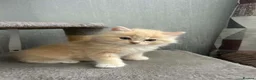 Ragcoon cats for sale: ragcoons  in Aberdeen - Advert 2