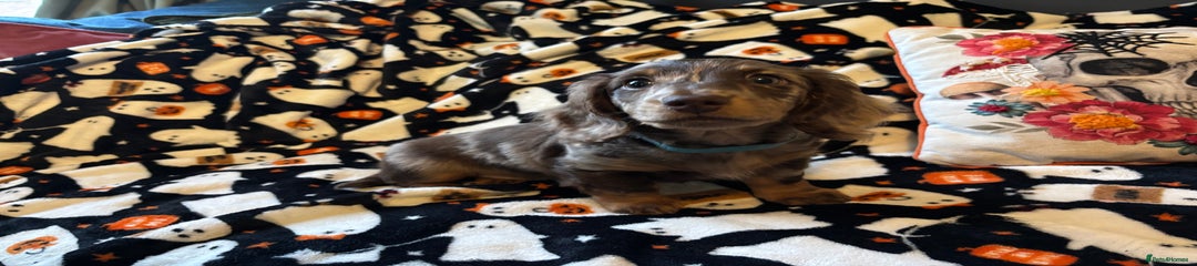 Miniature Dachshund Puppy 3