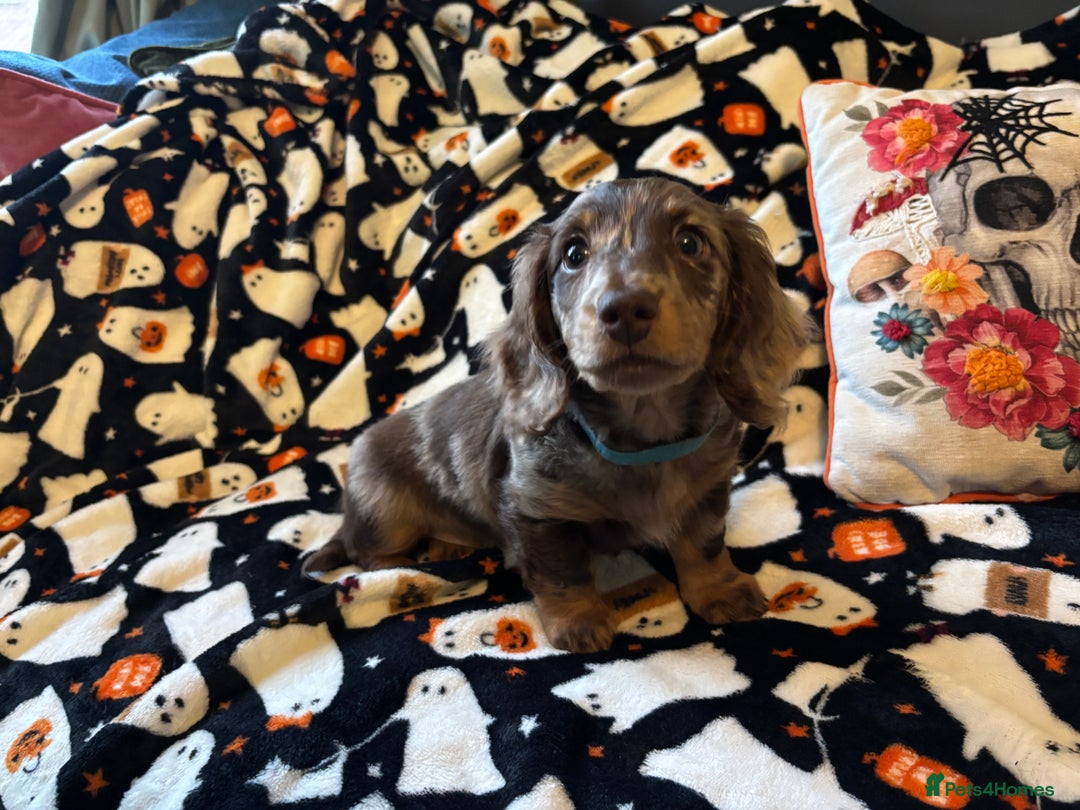 Miniature Dachshund dogs for sale: Adorable Longhaired Miniature Dachshund Puppies - Image 10