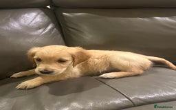 Golden Retriever dogs for sale: Gorgeous golden retriever puppies for sale - Image 11