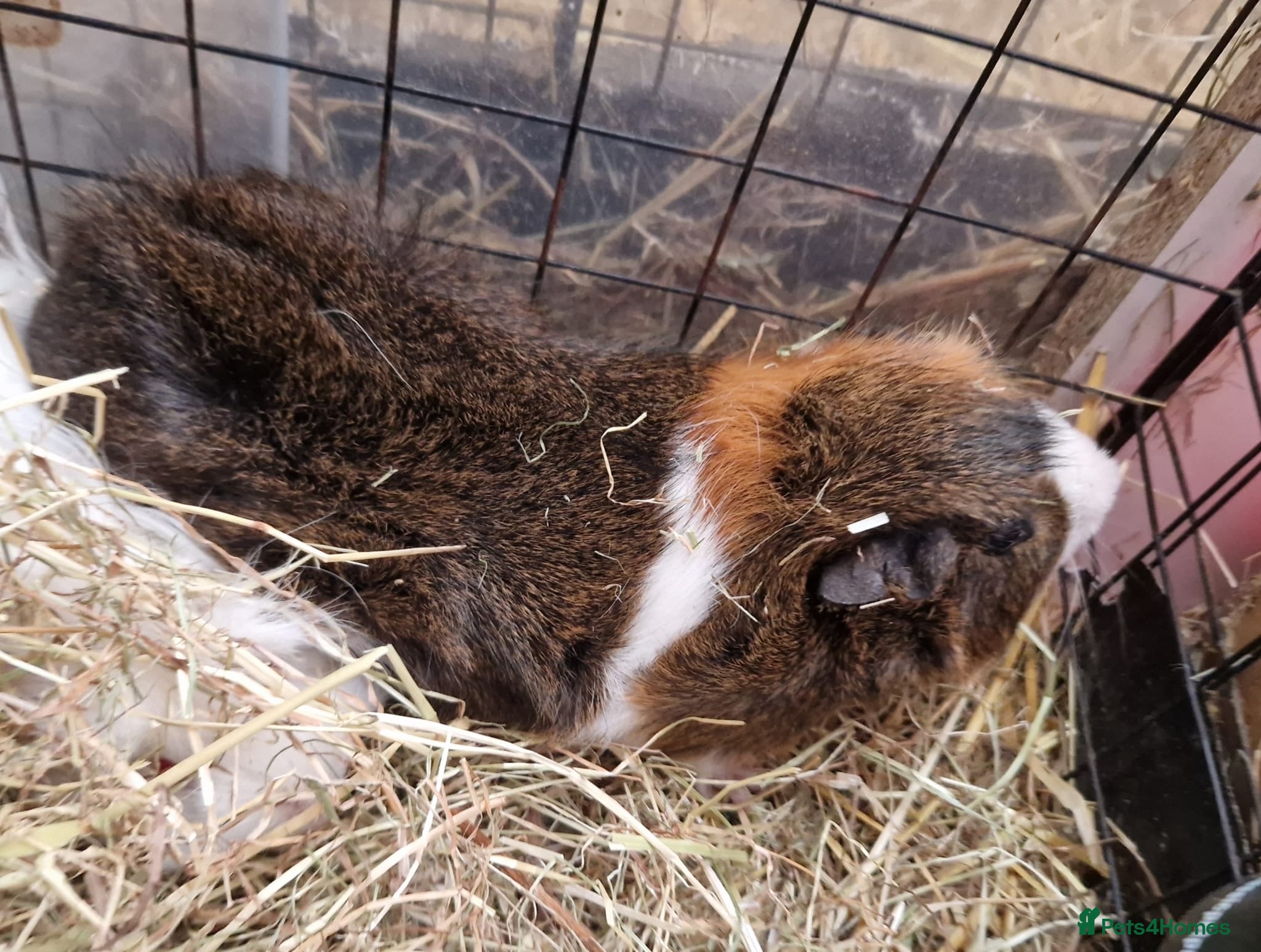 Guinea Pig rodents 12 Guinea pigs  - Advert 15