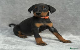 Dobermann dogs for sale: Kc Reg.European Blood lines Doberman Puppies - Image 19