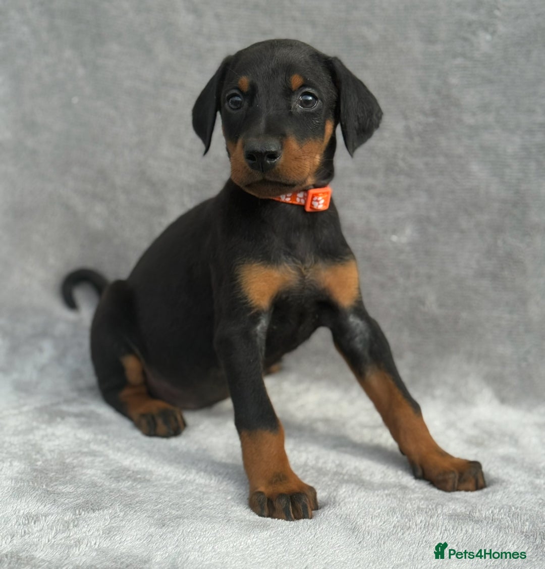 Dobermann dogs for sale: Kc Reg.European Blood lines Doberman Puppies - Image 19