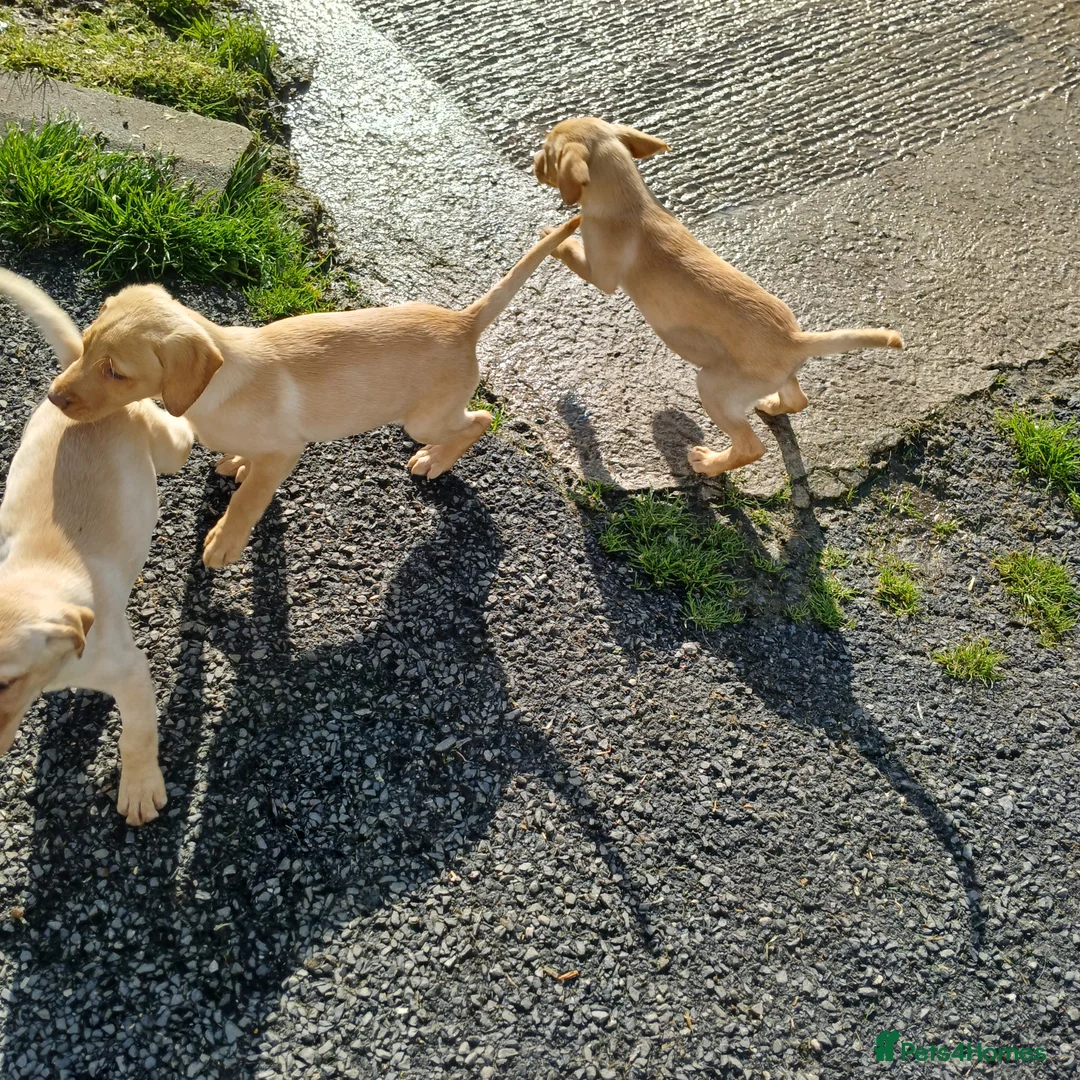 Labrador Retriever dogs for sale: Ikc pedigree Labrador Retriever  - Advert 2