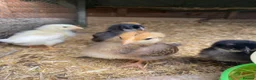 Chickens poultry for sale: Hybrid chicks - Advert 5