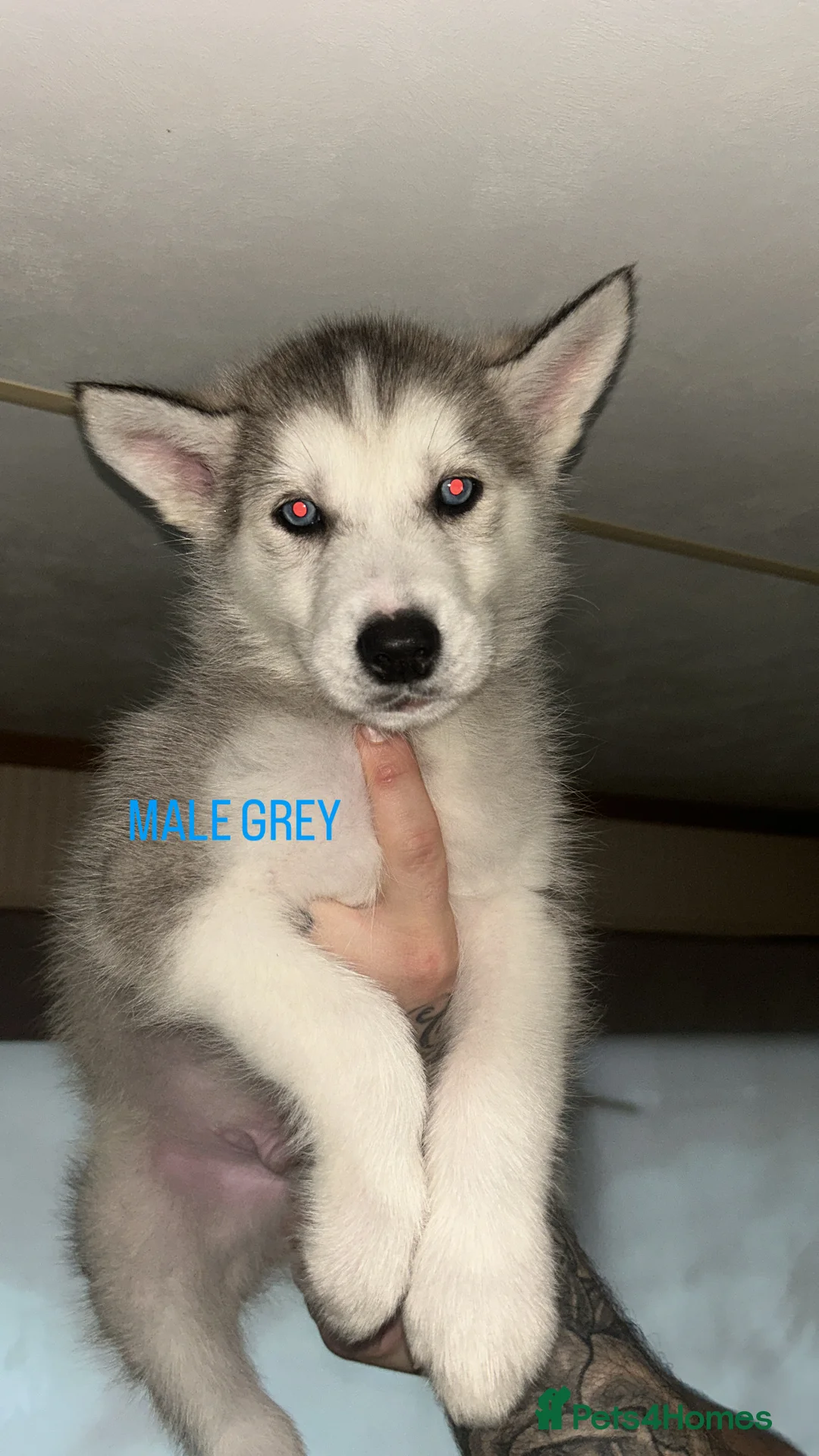Siberian Husky dogs for sale: PURE SIBERIAN HUSKY PUPPIES  - Advert 9