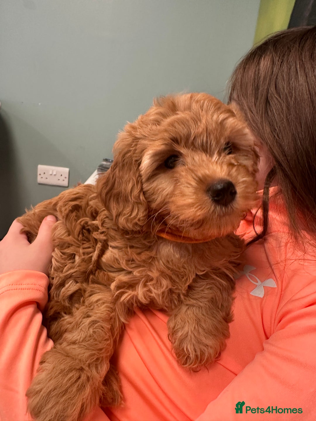 Cockapoo dogs for sale: Cockapoo F1 - Advert 6