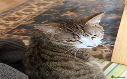 Domestic Shorthair cats for sale: Siblings looking for loving home - Image 6