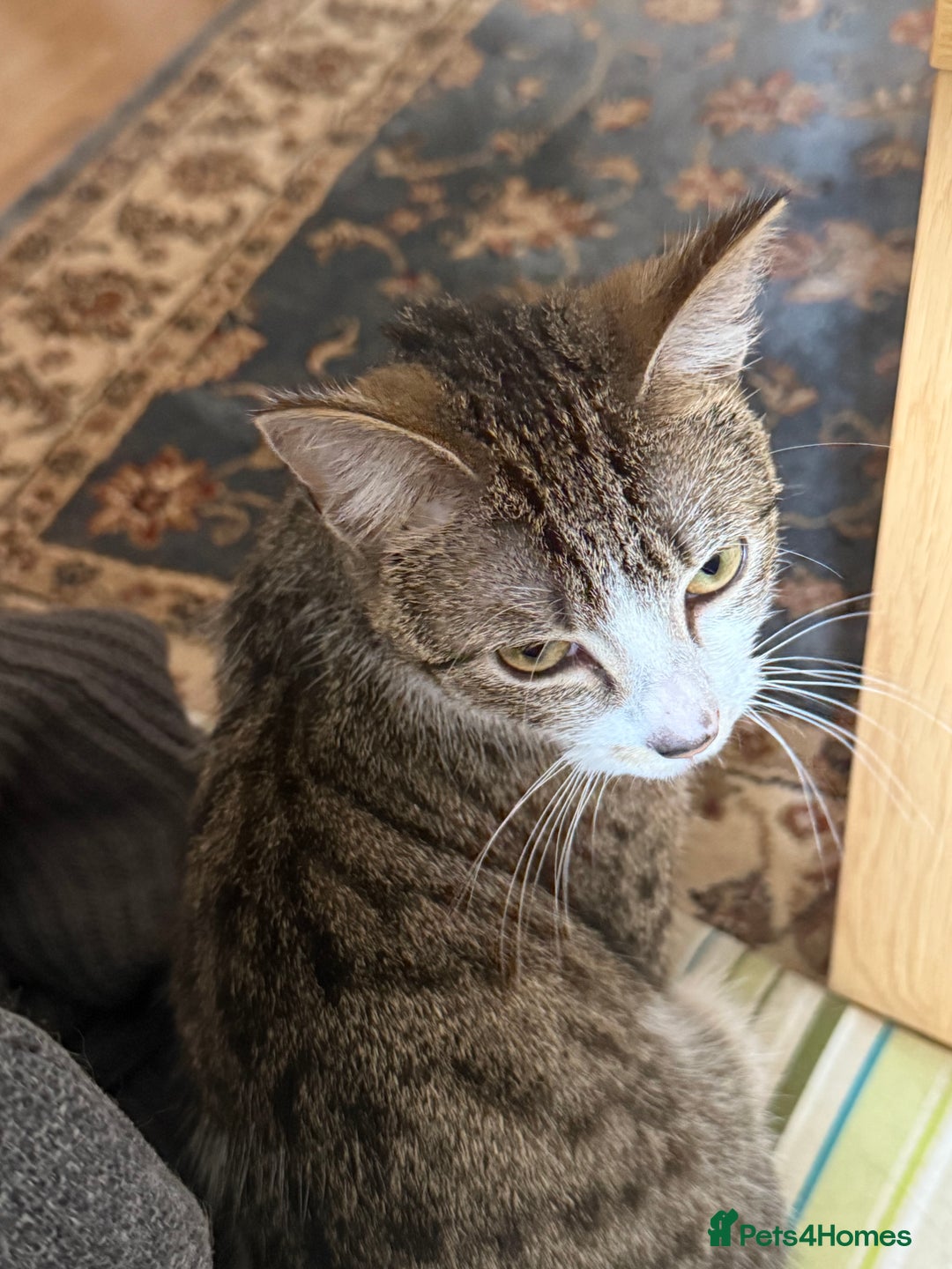 Domestic Shorthair cats for sale: Siblings looking for loving home - Image 6