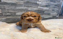 Cocker Spaniel dogs for sale: Show cocker spaniel puppies /ready to leave  - Image 13
