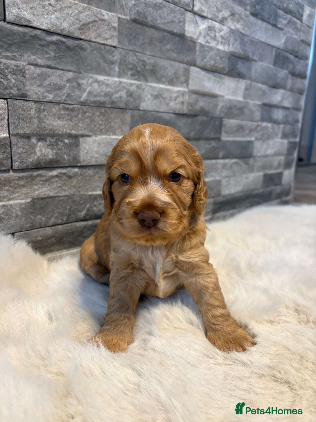 Cocker Spaniel dogs for sale: Show cocker spaniel puppies /ready to leave  - Image 13
