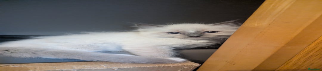 Ragdoll Kitten 1