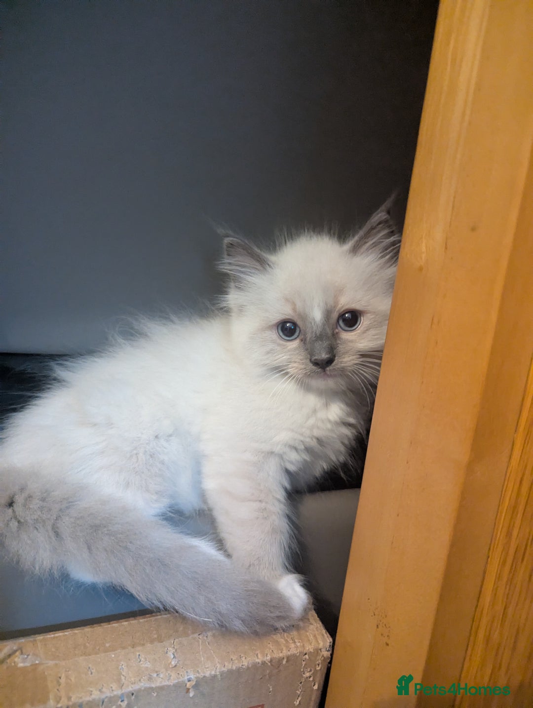 Ragdoll cats for sale: Ragdoll kittens  - Image 8