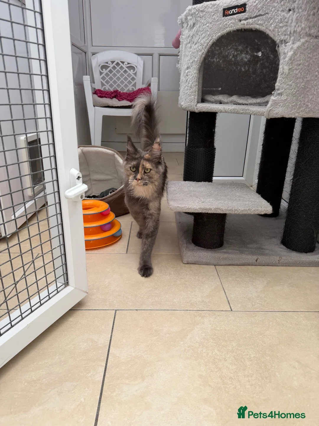 Maine Coon cats for sale: 🐾💗 TWO BEAUTIFUL MAINE COON GIRLS 🐾💗 - Advert 1