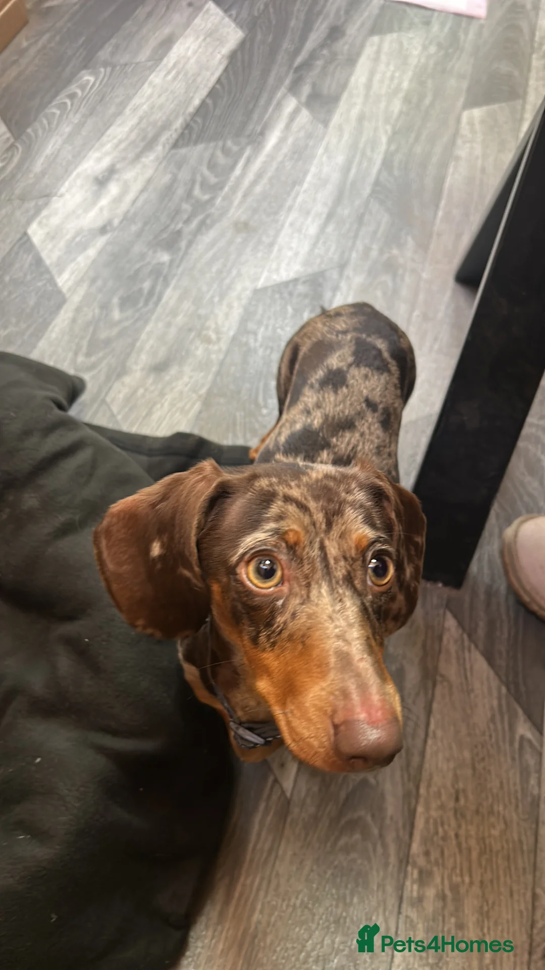 Miniature Dachshund dogs for sale: Very loving miniature dachshund Winnie for sale  in Halifax - Advert 2