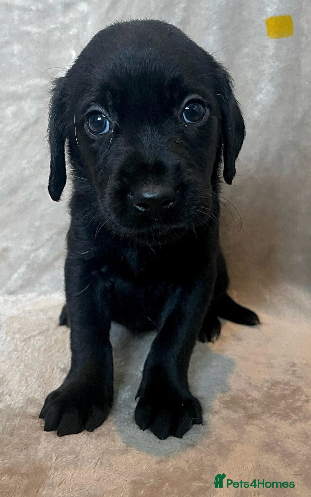 Labrador Retriever dogs *1 girl*beautiful purebred Labrador Retrievers❤️ - Advert 8