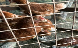 Chickens poultry for sale: Bantam Hybrid Hens - Image 5