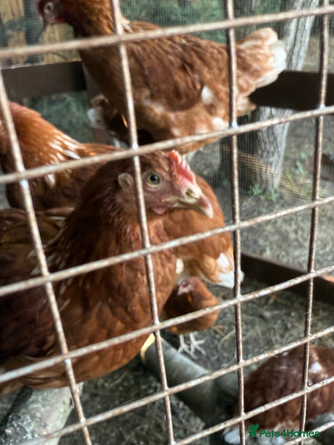 Chickens poultry for sale: Bantam Hybrid Hens - Image 5