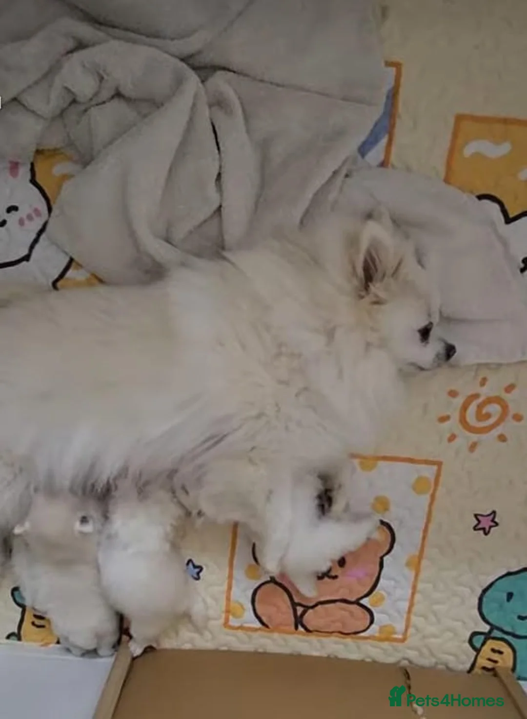 Pomeranian dogs for sale: Miniature Pomeranians - Advert 10