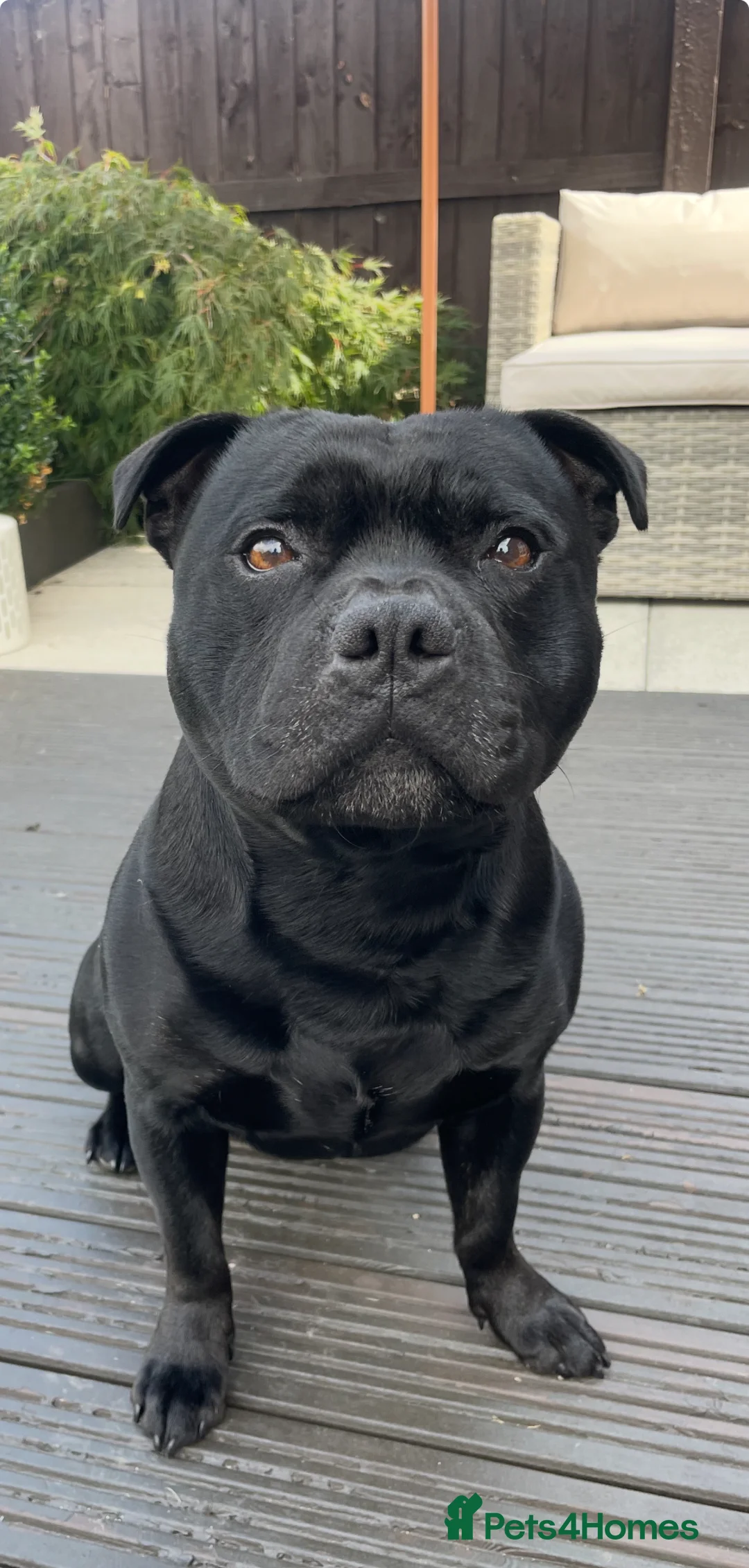 Staffordshire Bull Terrier dogs for stud: Phenomenal fertility- New Stud dog 2025 - Advert 5