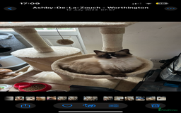 Ragdoll cats for sale: Ragdoll X beautiful balls of fluff  - Image 8
