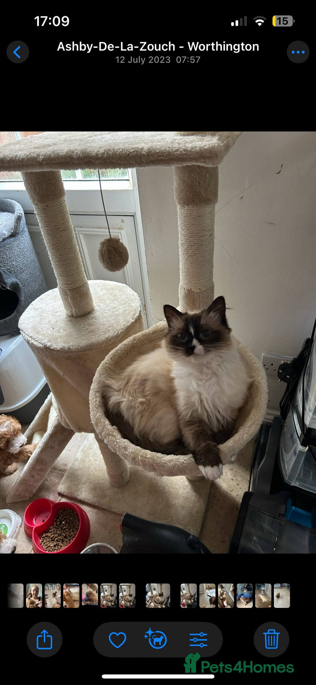 Ragdoll cats for sale: Ragdoll X beautiful balls of fluff  - Image 8