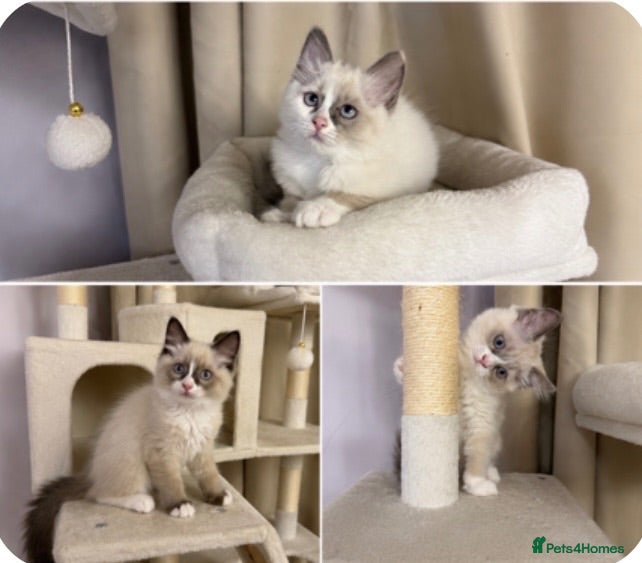 Ragdoll cats 💙 Stunning Purebred Ragdoll kittens  - Advert 7