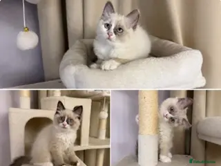 Ragdoll cats 💙 Stunning Purebred Ragdoll kittens - Advert 7