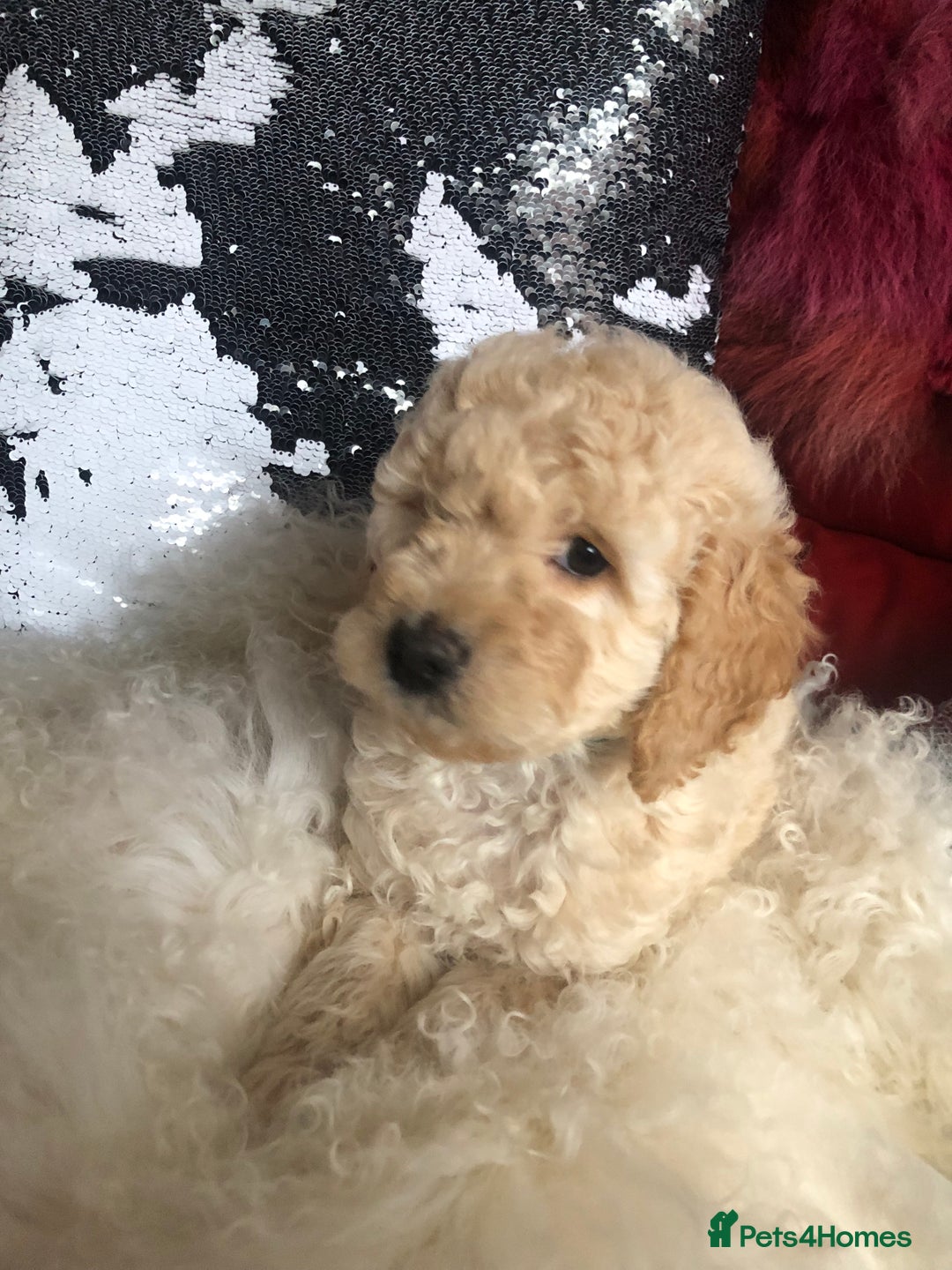 Cavapoo dogs for sale: STUNNING F1b cavapoos READY NOW  - Image 7