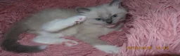 Ragdoll cats for sale: Beautiful Blue Point Mitted Ragdoll Boy - Advert 14