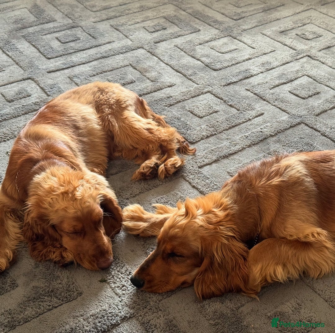Cocker Spaniel dogs for sale: 2 x Show cocker spaniels (Red) - Image 2