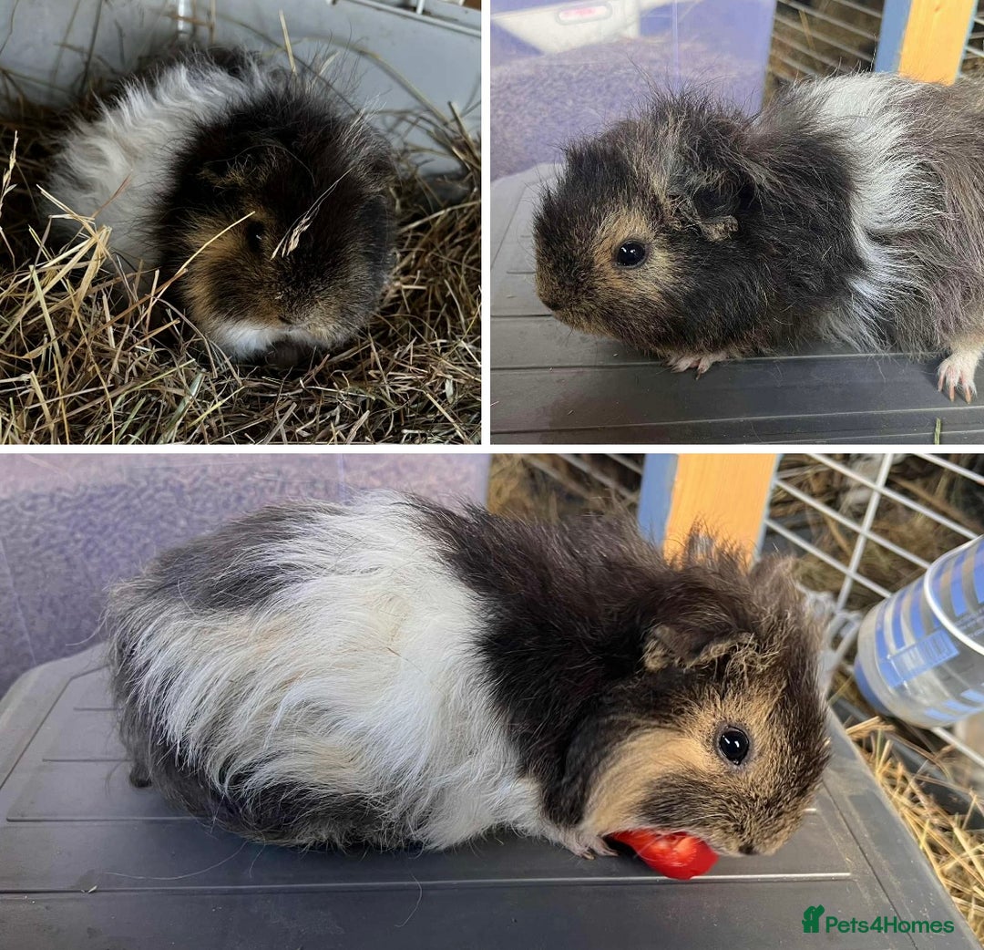 Guinea Pig rodents for sale: Lunkarya sow pair Guinea Pigs - Advert 2