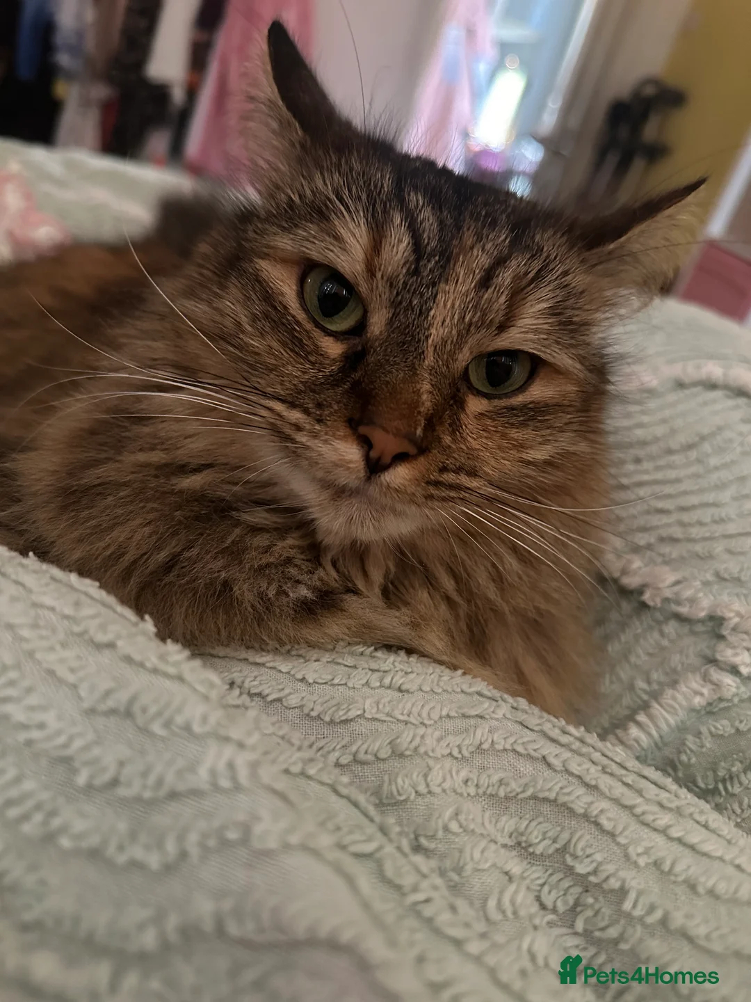 Mixed Breed cats for sale: Miss Angel needs her new furever home  - Advert 1